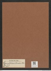 Coscinodiscus lineatus Ehr. (de-Toni-Nr.: Genus 202, Species 4900) Zeichnungen Sammlung Grunow Mappe 04731 (Herbarium_W_Grunow_drawings_Folder_04731)